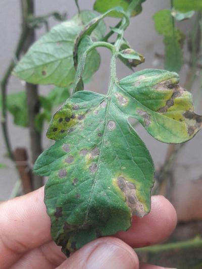 Clear close-up leaf symptom